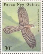 Doria's Goshawk (Megatriorchis doriae) in flight