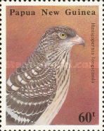 Long-tailed Honey-Buzzard (Henicopernis longicauda)