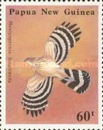Long-tailed Honey-Buzzard (Henicopernis longicauda) in fligh