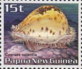 Prince Cowry (Cypraea valentia)