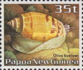 Bülow's Olive (Oliva buelowi)