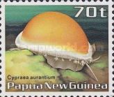 Golden Cowrie (Cypraea aurantium)
