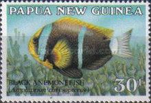Black Anemonefish (Amphiprion chrysopterus)