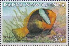 Tomato Clownfish (Amphiprion melanopus)