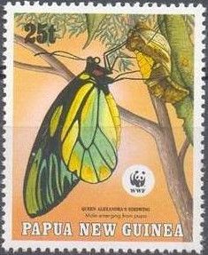 Male emerging from pupa