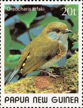 Tit Berrypecker (Oreocharis arfaki) - female