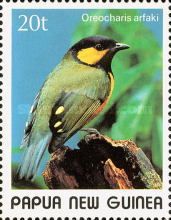 Tit Berrypecker (Oreocharis arfaki) - male