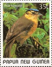 Blue-capped Ifrita (Ifrita kowaldi)