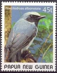 Black-throated Robin (Poecilodryas albonotata)