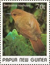 Large Scrubwren (Sericornis nouhuysi)