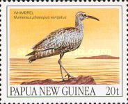 Whimbrel (Numenius phaeopus variegatus)
