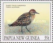 Sharp-tailed Sandpiper (Calidris acuminata)