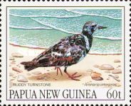 Ruddy Turnstone (Arenaria interpres)