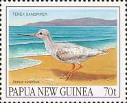 Terek Sandpiper (Xenus cinereus)