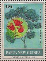 Blackbean (Castanospermum australe)