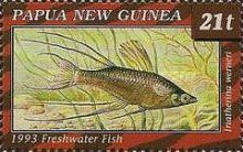 Threadfin Rainbowfish (Iriatherina werneri)