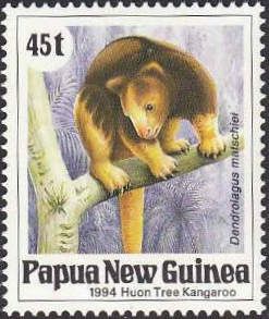 Huon Tree Kangaroo (Dendrolagus matschiei) - adult male