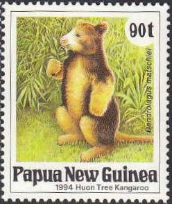 Huon Tree Kangaroo (Dendrolagus matschiei) - Adolescent