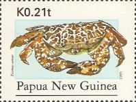 Devil Crab (Zosimus aeneus)