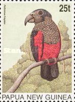 Pesquet's Parrot (Psittrichas fulgidas)