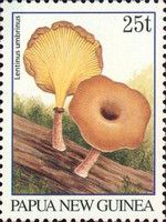 Lentinus umbrinus