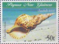 Triton's Trumpet (Charonia tritonis)