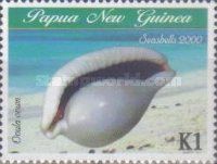 Egg Cowry (Ovula ovum)