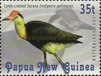 Comb-crested Jacana (Irediparra gallinacea)