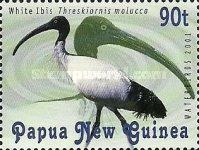 Australian White Ibis (Threskiornis molucca)