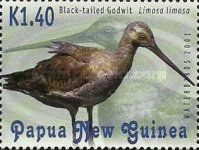 Black-tailed Godwit (Limosa limosa)