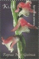Spiranthes sinensis