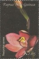 Thelymitra carnea