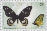 Chimaera Birdwing (Ornithoptera chimaera)