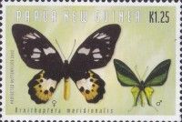 Southern Tailed Birdwing (Ornithoptera meridionalis)
