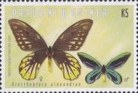 Queen Alexandra's Birdwing (Ornithoptera alexandrae)