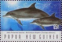 Indo-Pacific Bottlenose Dolphin (Tursiops aduncus)