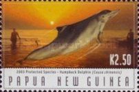 Australian Humpback Dolphin (Sousa chinensis)