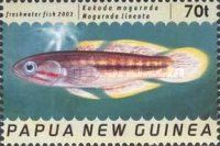 Kokoda Mogurnda (Mogurnda lineata)