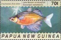 Lake Wanam Rainbowfish (Glossolepis wanamensis)