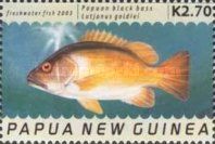 Papuan Black Bass (Lutjanus goldiei)