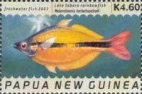 Lake Tebera Rainbowfish (Melanotaenia herbertaxelrodi)