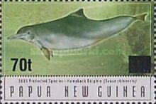 Australian Humpback Dolphin (Sousa chinensis)
