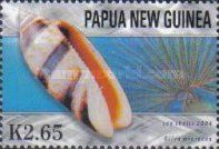 Pacific Common Olive (Oliva miniacea)