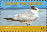 Great Crested Tern (Sterna bergii)