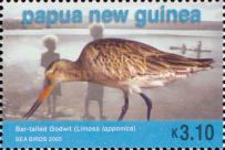Bar-tailed Godwit (Limosa lapponica)