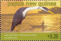 Little Pied Heron (Notophoyx picata)