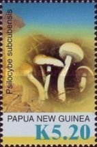 Psilocybe subcubensis