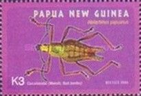 Weevil (Hellerhinus papuanus)