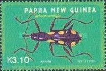 Pear-Sphaped Weevil (Aphorina australis)