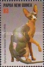 Sphynx brown mackerel tabby and white